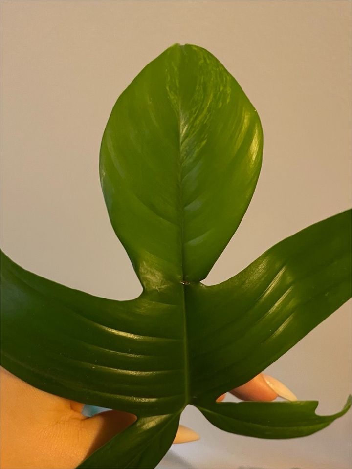 Philodendron Florida Beauty Steckling in Gilching