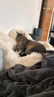 Suchen unseren Kater Bayern - Straubing Vorschau