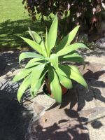 Kleiner Drachenbaum (agave attenuata) Bayern - Kulmbach Vorschau