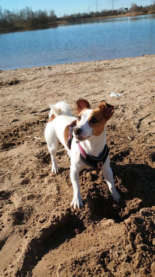 Jack Russell Terrier Hündin in Hamburg