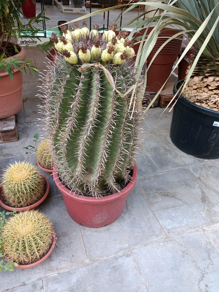 Ferocactus ca 1m Kaktus Sukkulent XXL Exemplar in Nordkirchen