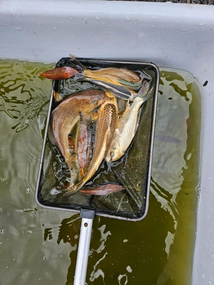 Jungfische koi (kois karpfen fische teich ) in Neu Heinde