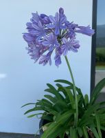 Riesen Schmucklilie Agapanthus lila Blüte Topfpflanze Terrasse Bayern - Bergen Vorschau