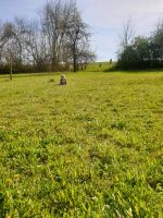 Gesucht Freizeitgrundstück in Göggingen Inningen  Pfersee Uni Bayern - Augsburg Vorschau