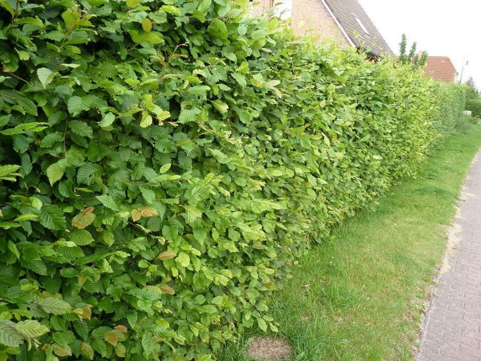 Schnell wachsende Hecke online bestellen und planen