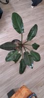 Philodendron abzugeben Bayern - Fladungen Vorschau