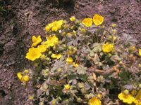 Arktisches Fingerkraut   kräftige gelbe Blüten Brandenburg - Kolkwitz Vorschau