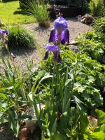 Topf Garten Pflanze Teich Schwertlilie Iris lila winterhart Bayern - Wasserburg am Inn Vorschau