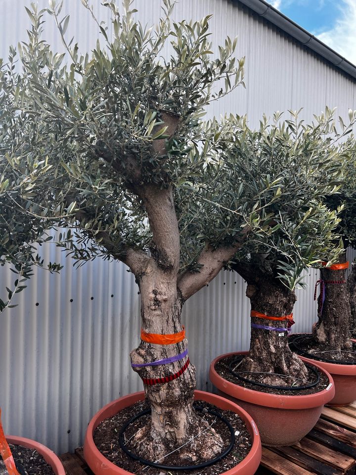 Olivenbaum olea europea winterhart in Altlußheim