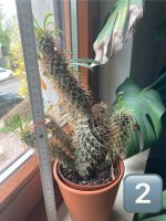 Kaktus Kakteen Zimmerpflanzen Saarland - Illingen Vorschau