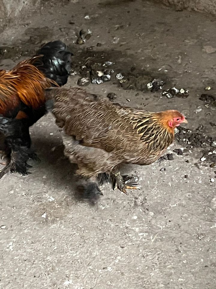 2 Zwerg brama Hühner  und 1 Hahn in Frankfurt am Main