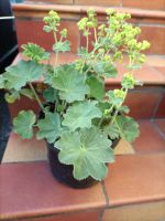 Alchemilla mollis-Frauenmantel Baden-Württemberg - Radolfzell am Bodensee Vorschau