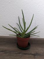 Aloe Vera Barbadensis Miller "sweet" Pflanzen, 2 Stück Hessen - Langen (Hessen) Vorschau