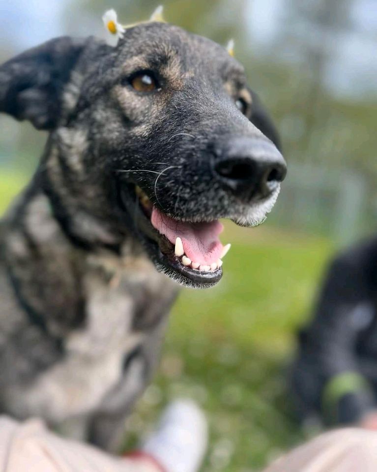 Cissy sucht ihren Herzensmenschen ❤️ in Ritterhude