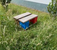 Königin Bienen Buckfast/Carnica Nordrhein-Westfalen - Heinsberg Vorschau