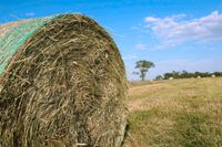 Heulage in Rundballen vom 1. Schnitt Mitte Mai 2024 Niedersachsen - Butjadingen Vorschau