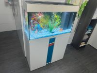 Aquarium mit Fischen, alles komplett Aachen - Aachen-Laurensberg Vorschau