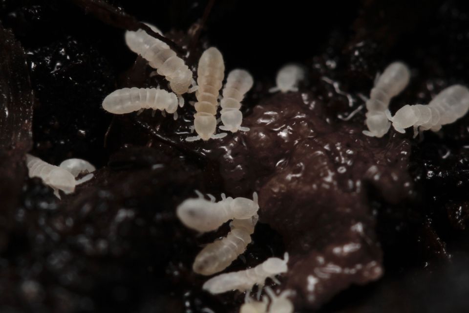 Onychiurinae sp. "Snowflakes" Springschwänze/ Bodenpolizei in Herrenberg