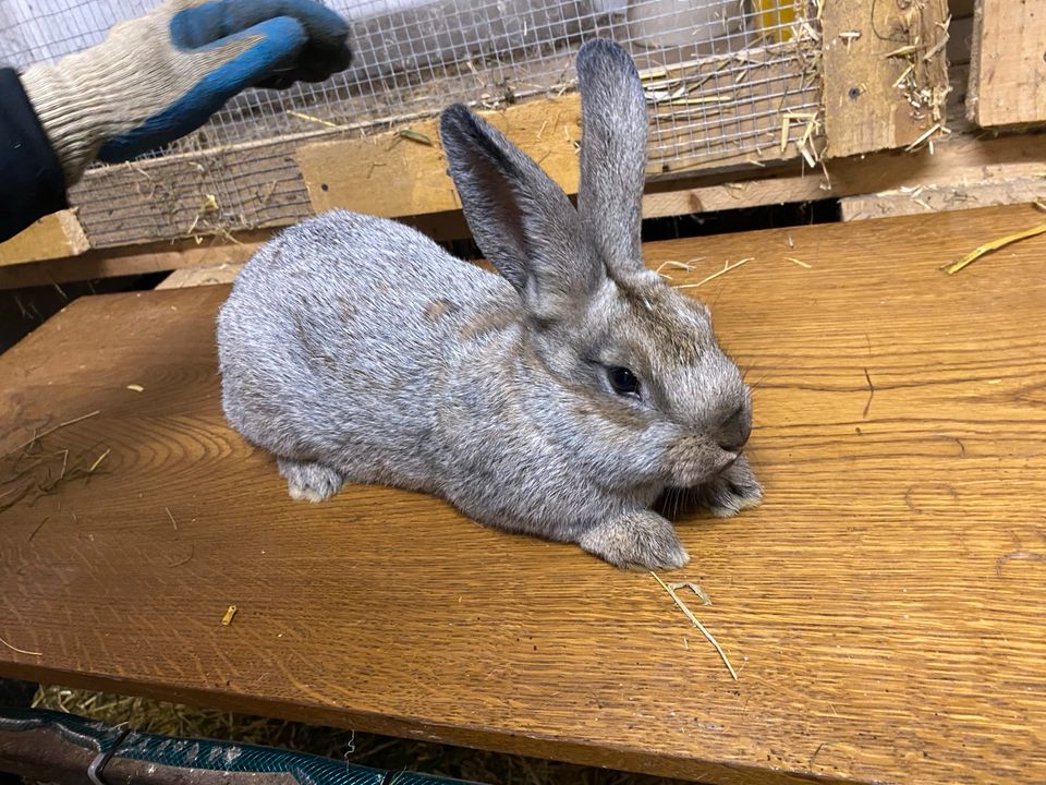 Kaninchen, Riesen Mix abzugeben. in Wallenhorst