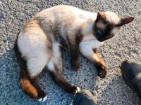 Siam-Kater Simba vermisst Hessen - Bad Vilbel Vorschau