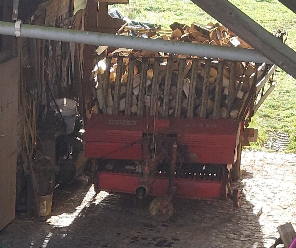 Brennholz Scheitholz 25 cm vorwiegend Buche vorgelagert in Hirzenhain