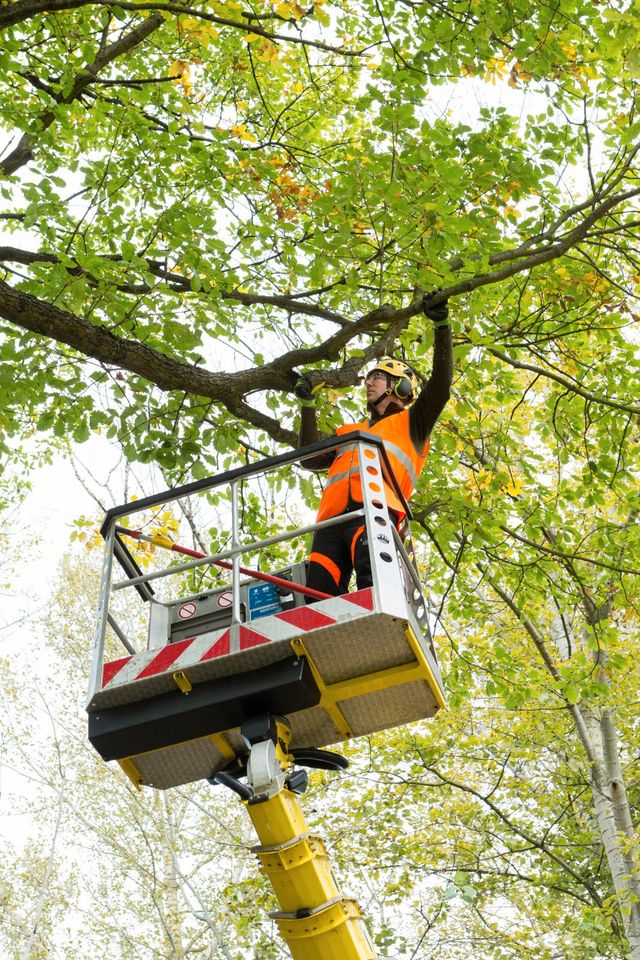 European Treeworker / Baumpfleger / Forstwirt (m/w/d) in Berlin