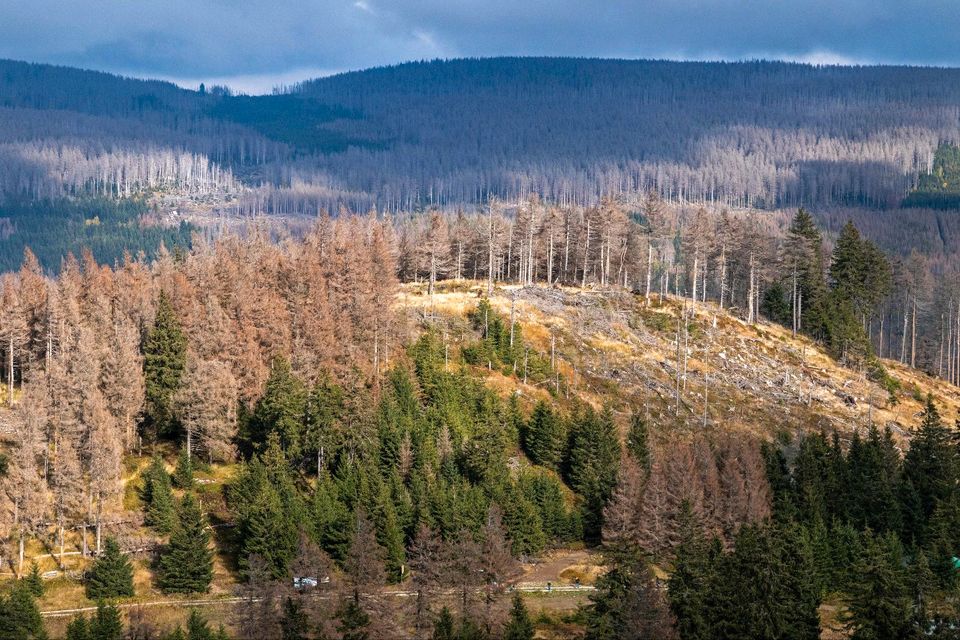 Suche Wald bei Plankenfels Zustand egal in Bayreuth