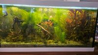 Weißes Aquarium 54 Liter, Perfekt für Anfänger‼️ Hessen - Maintal Vorschau