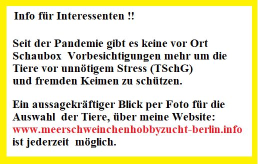 MEERSCHWEINCHEN "ABGABE" BABYS ▶️GESELLSCHAFTSMEERSCHWEINCHEN◀️ in Berlin