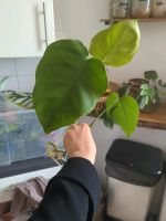 Vergrünter monstera aurea steckling Berlin - Reinickendorf Vorschau