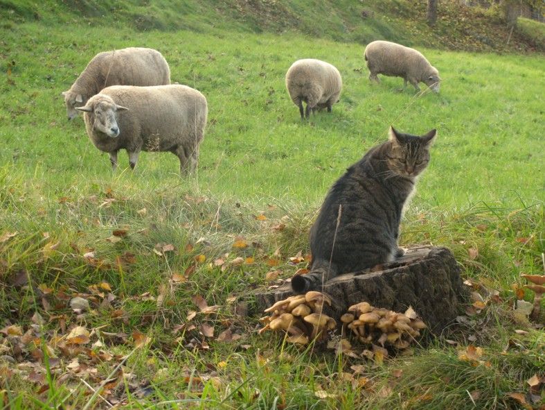 Odenwald: Ruhe und Natur für 2-5 Pers. im urigen Bauernhaus in Rimbach