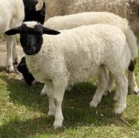 Dorper Bock Lamm Bayern - Titting Vorschau