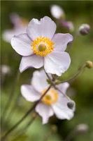 Japan. Anemone 4 Stück Bienenmagnet Kiel - Ellerbek-Wellingdorf Vorschau