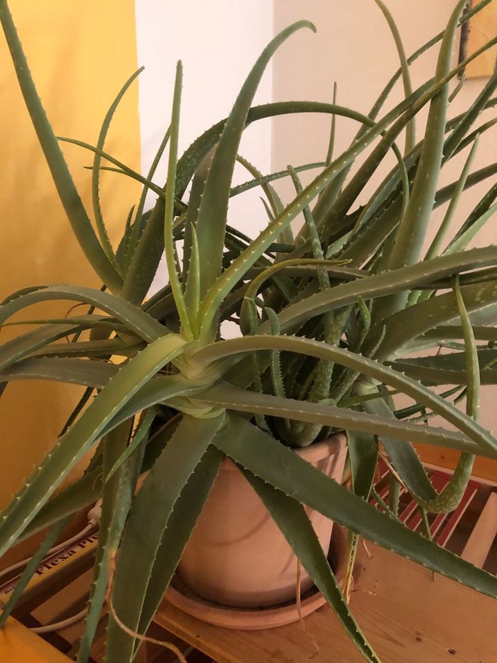Große Aloe Vera Pflanze in Soyen