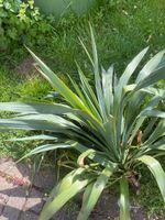 Yucca Ableger abzugeben für draussen Hessen - Kassel Vorschau