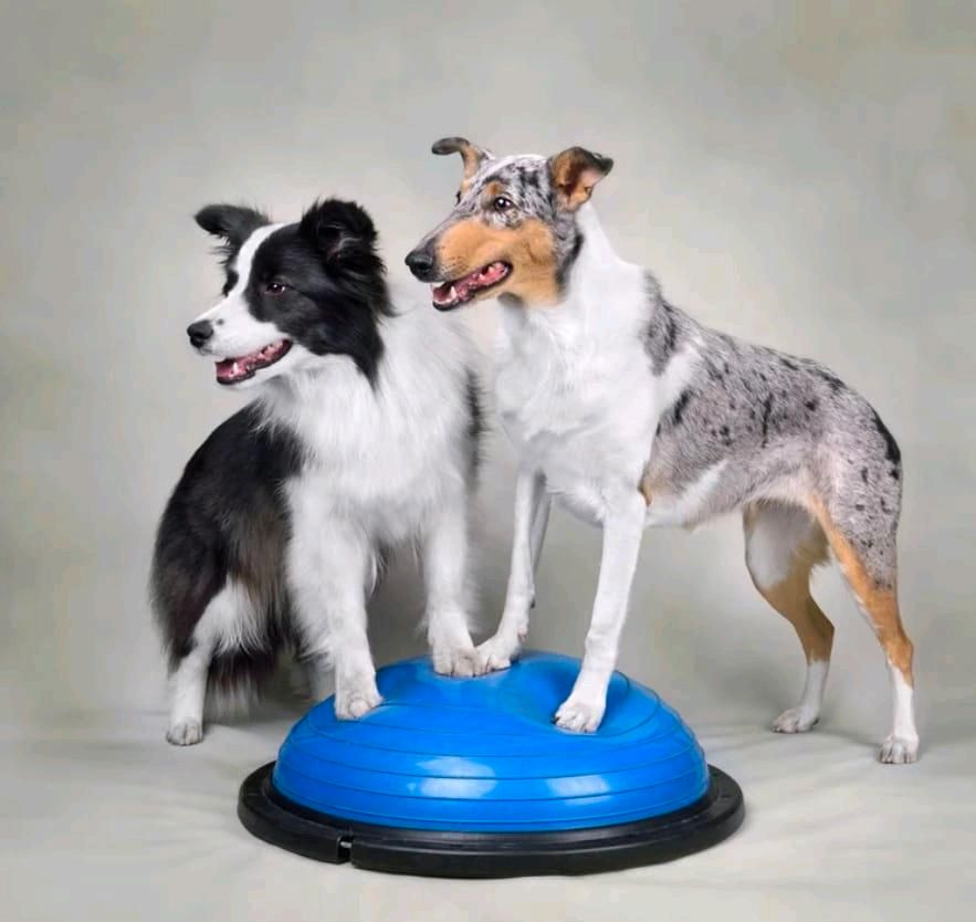 Physiotherapie für Hunde in Fintel
