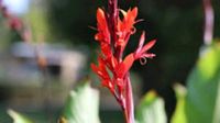 7 Canna Indica, Ind. Blumenrohr, Orange-rot, treibende Rhizome Niedersachsen - Einbeck Vorschau