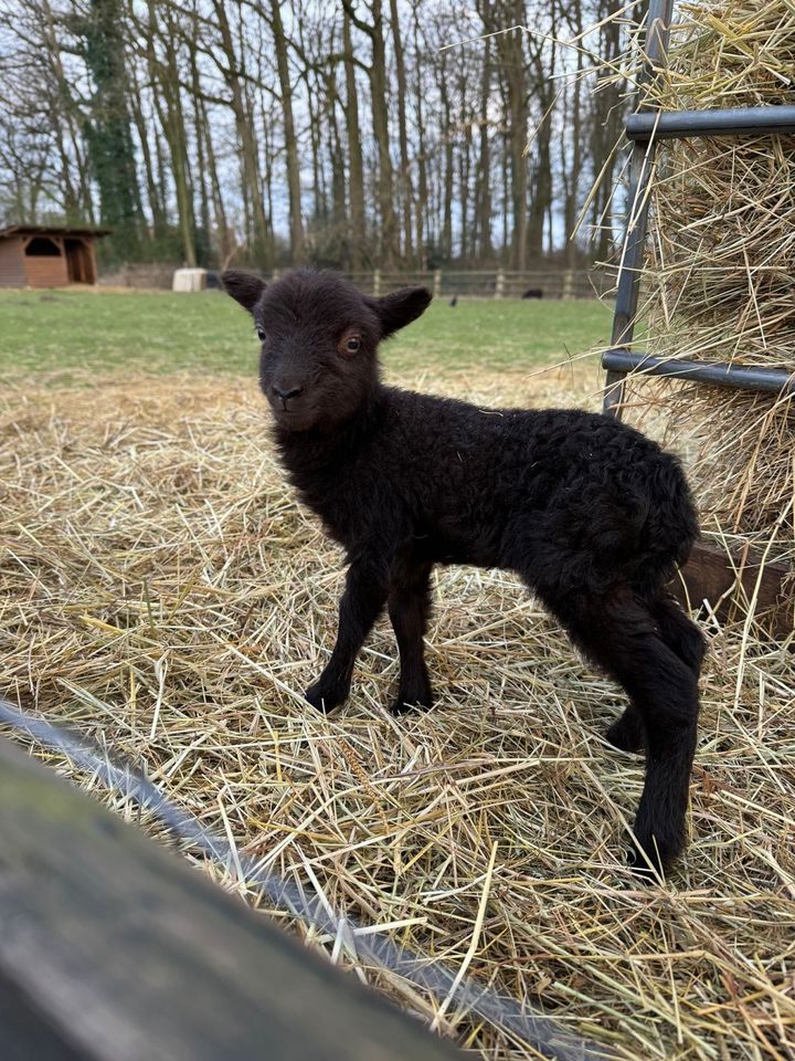 Quessant Lämmer ab Juni abzugeben Bocklämmer in Everswinkel