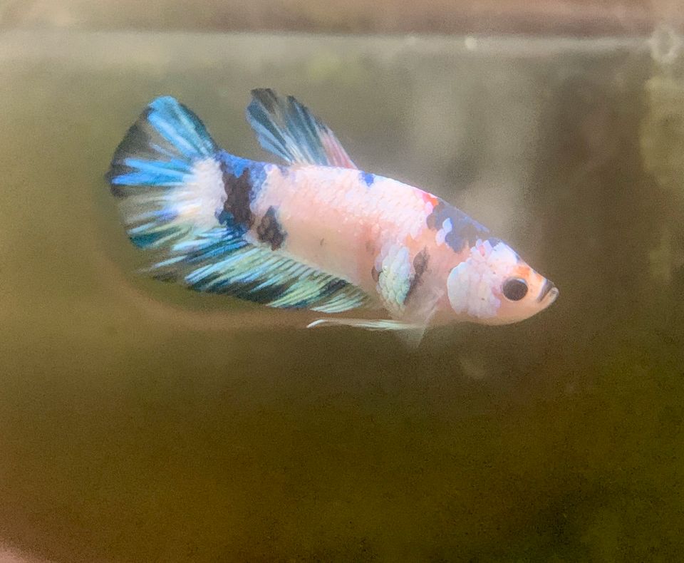 Kampffisch Mann betta splendens Koi Galaxy Halfmoon in Krefeld