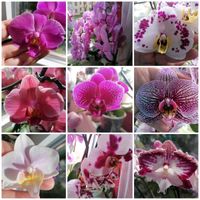 Suche ausrangierte Orchideen /nehme Orchideen auf Niedersachsen - Stadthagen Vorschau