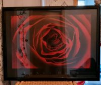Bilderrahmen schwarz Hochglanz, Bild 'rote Rose' v.Ernst Haas Nordrhein-Westfalen - Recklinghausen Vorschau