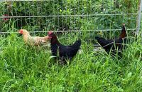 Marans, Bielefelder Kennhuhn, Hahn Nordrhein-Westfalen - Wadersloh Vorschau