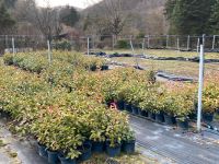 Photinia Glanzmispel 60 - 80 cm / Zypresse Leyland 100 cm Stuttgart - Stuttgart-West Vorschau