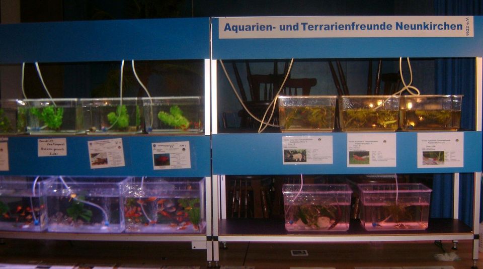 Corydoras Similis und viele weitere Fische in Neunkirchen