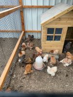 Reinrassige Zwerg Cochin Hühner abzugeben Nordrhein-Westfalen - Willich Vorschau