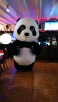 Bär Panda Kostüm Hochzeit Events Geburtstag Feier Party Rheinland-Pfalz - Pirmasens Vorschau