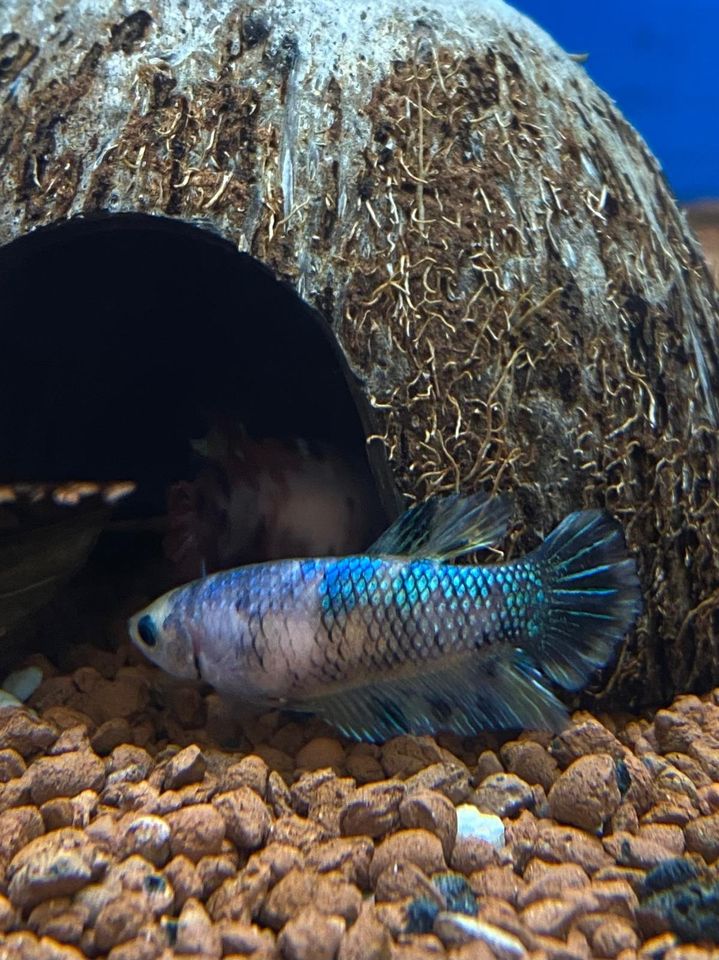 Kampffisch Weibchen -Betta splendes- 3.95€ in Kamp-Lintfort