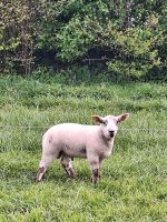 Lammbock Texel+Suffolk Schleswig-Holstein - Großenrade Vorschau