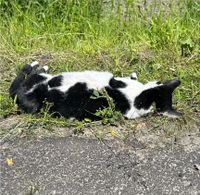 Katze Kater schwarz weiß am Straßenrand gefunden tot Nordrhein-Westfalen - Herten Vorschau