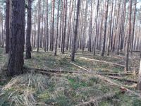 Wald waldgrundstück Torgau Sachsen - Torgau Vorschau